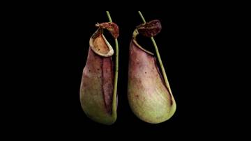 New Hybrid Pitcher Plant Found in West Kalimantan